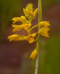 Orthochilus odontoglossus