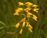 Orthochilus odontoglossus