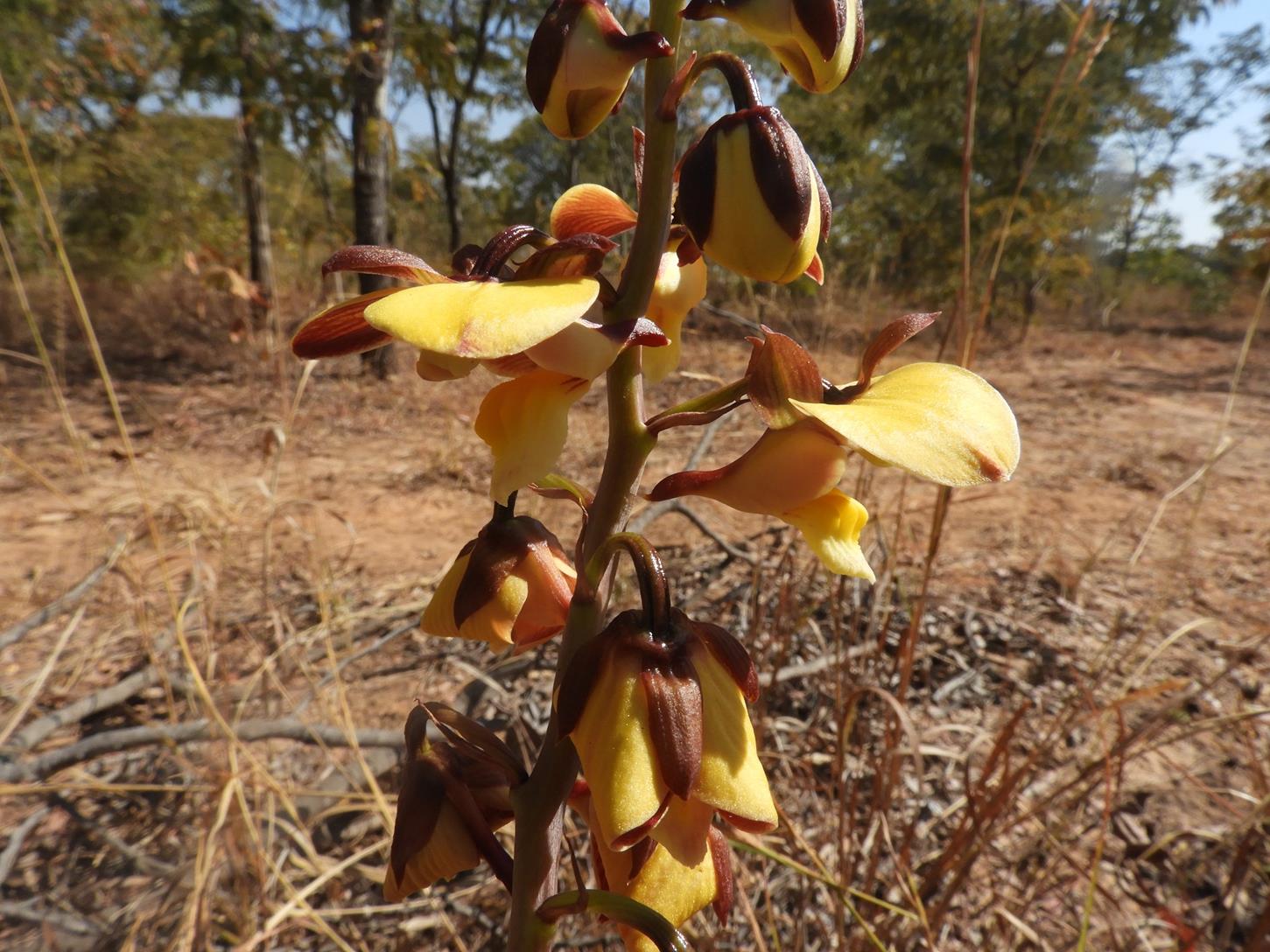 Eulophia orthoplectra Eulophia orthoplectra
