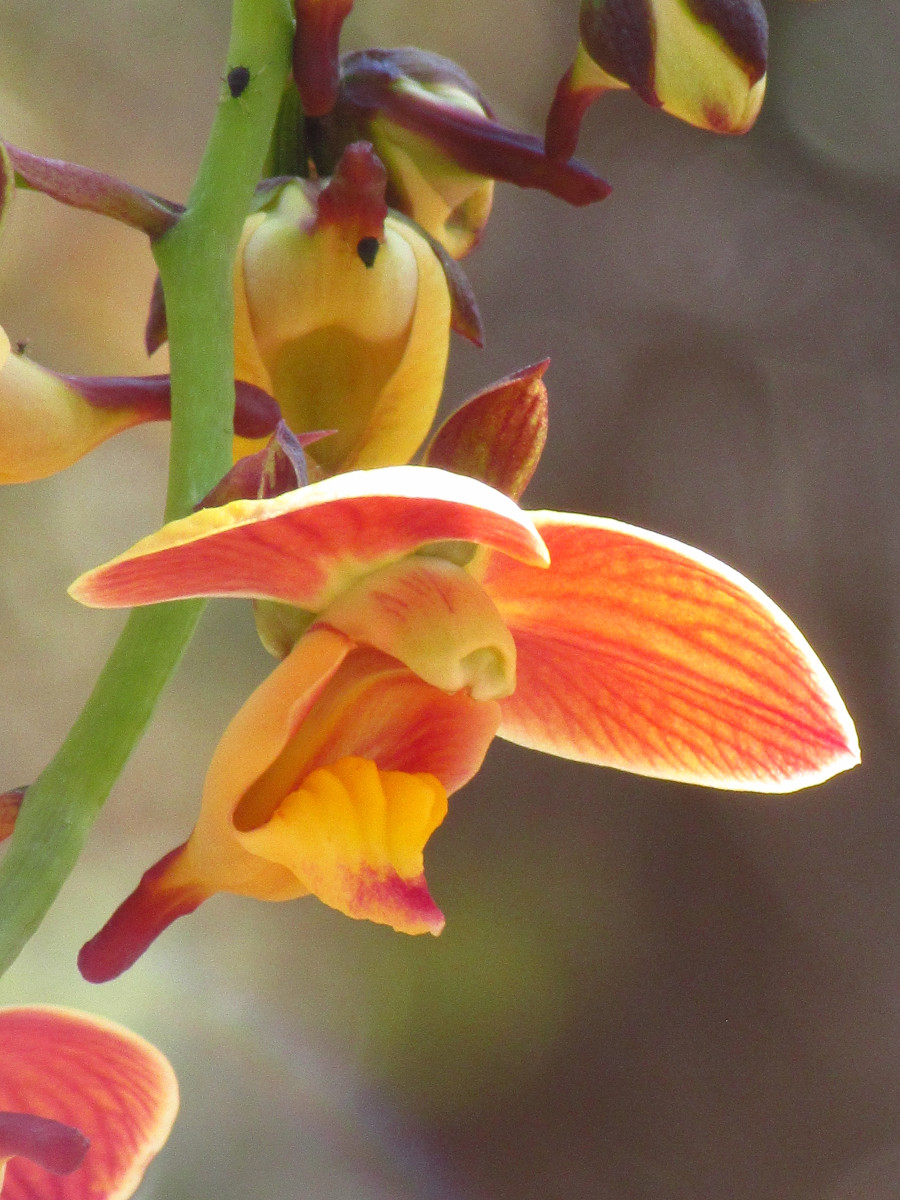 Eulophia orthoplectra Eulophia orthoplectra