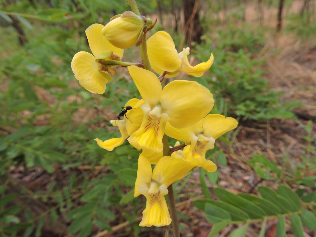 Eulophia speciosa Eulophia speciosa
