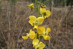 Eulophia speciosa