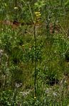Eulophia speciosa