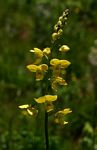 Eulophia speciosa