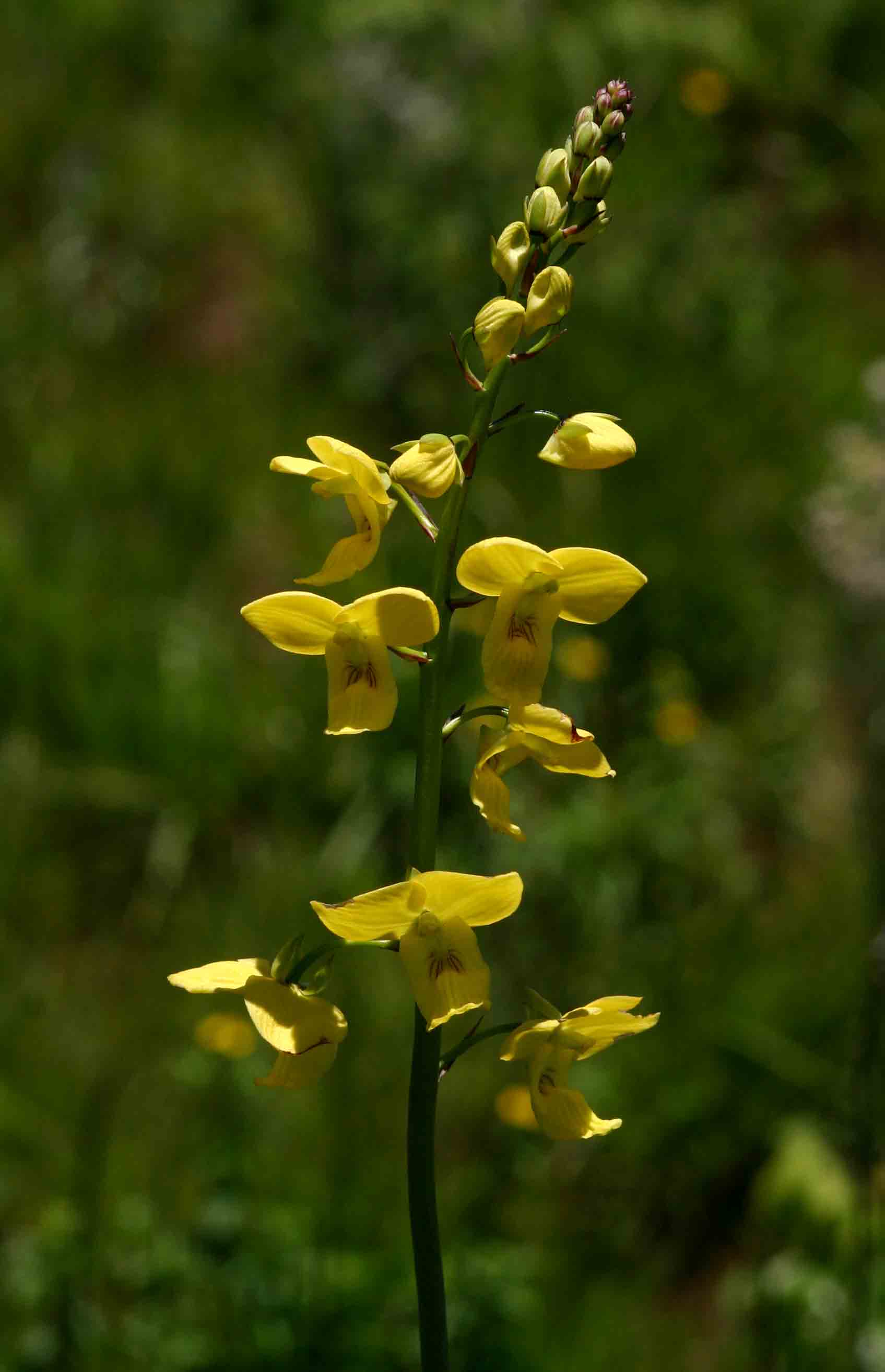 Eulophia speciosa Eulophia speciosa