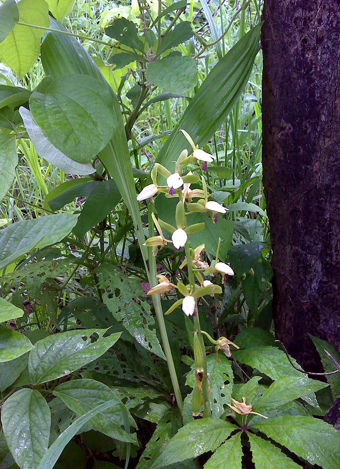 Eulophia stachyodes Eulophia stachyodes