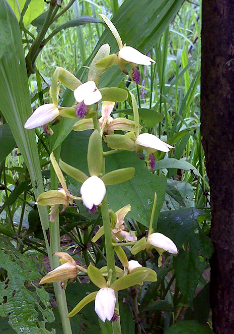 Eulophia stachyodes Eulophia stachyodes