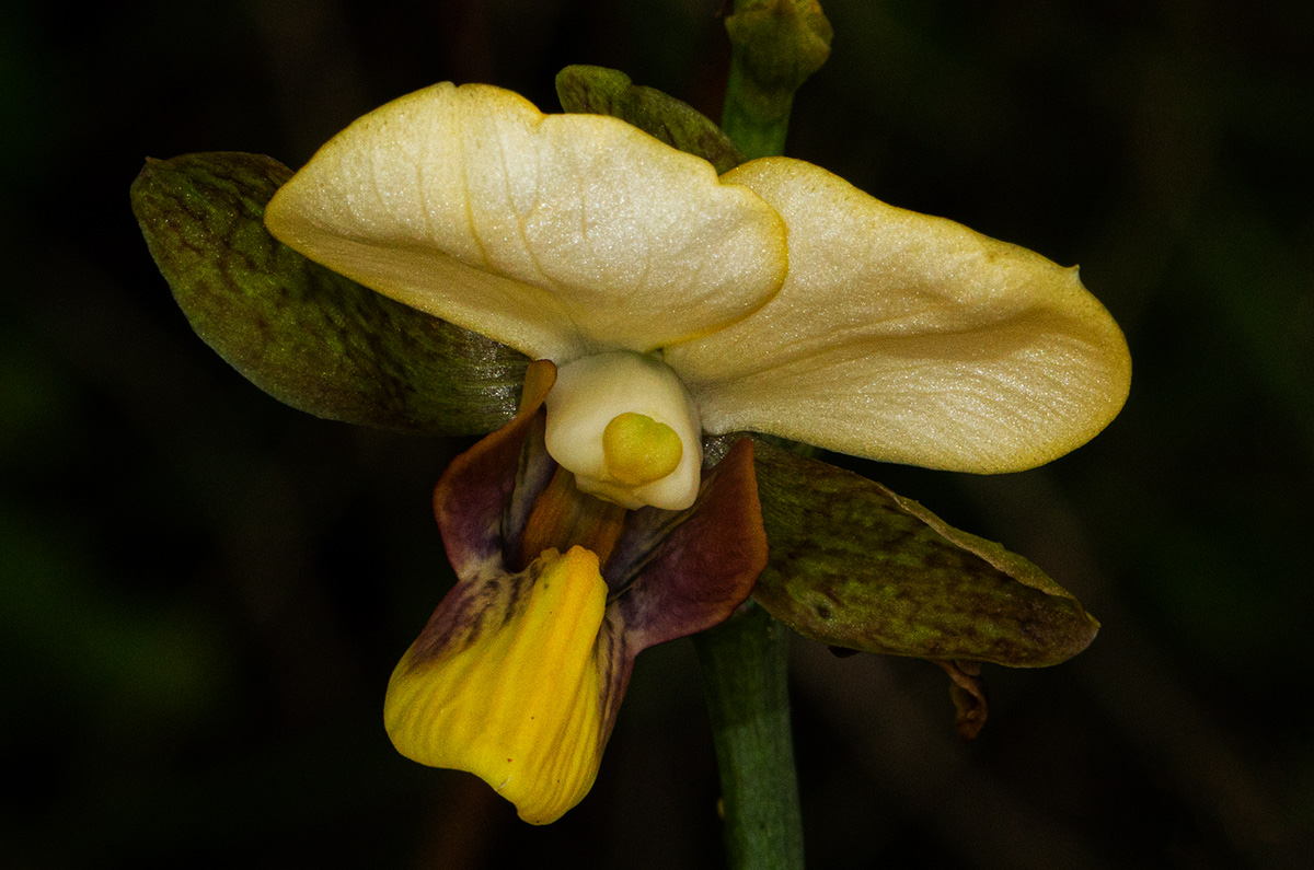Eulophia streptopetala Eulophia streptopetala