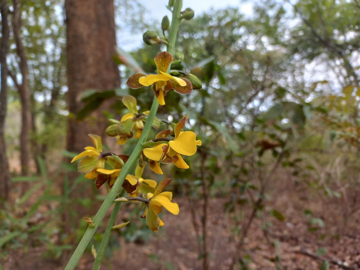 Eulophia streptopetala Eulophia streptopetala