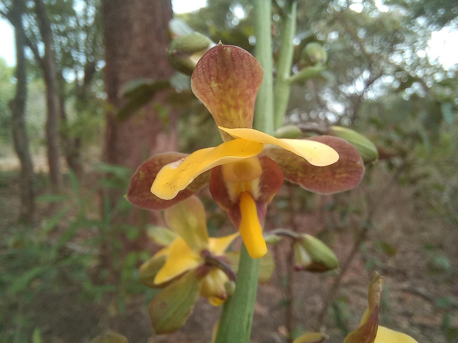 Eulophia streptopetala Eulophia streptopetala
