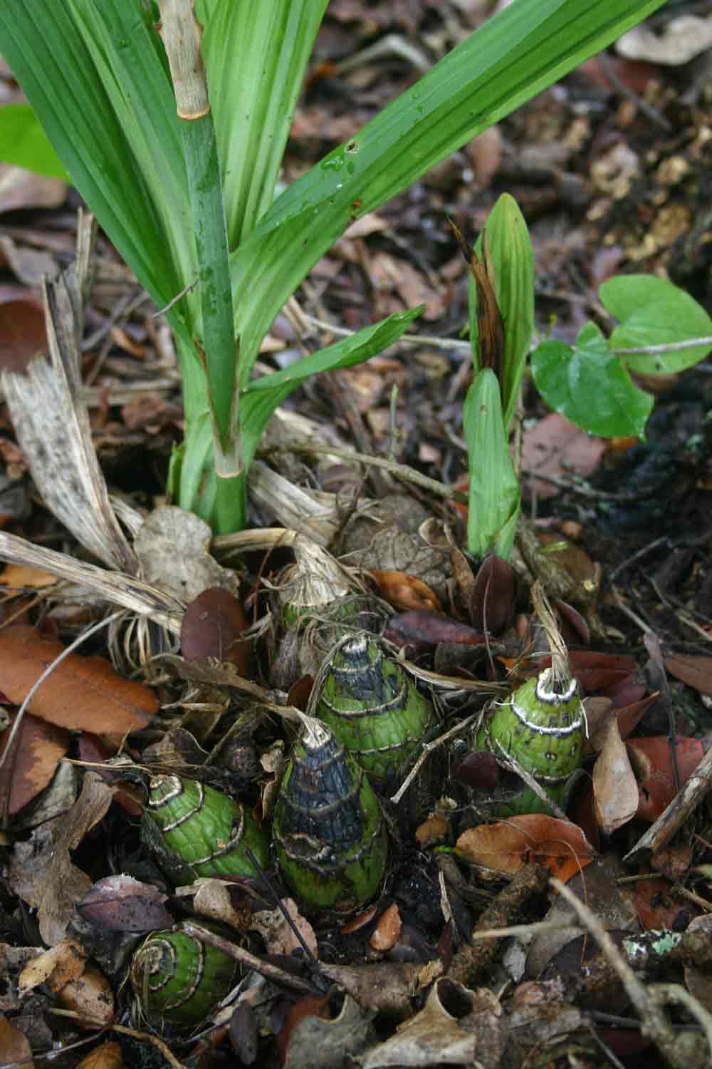 Eulophia streptopetala Eulophia streptopetala