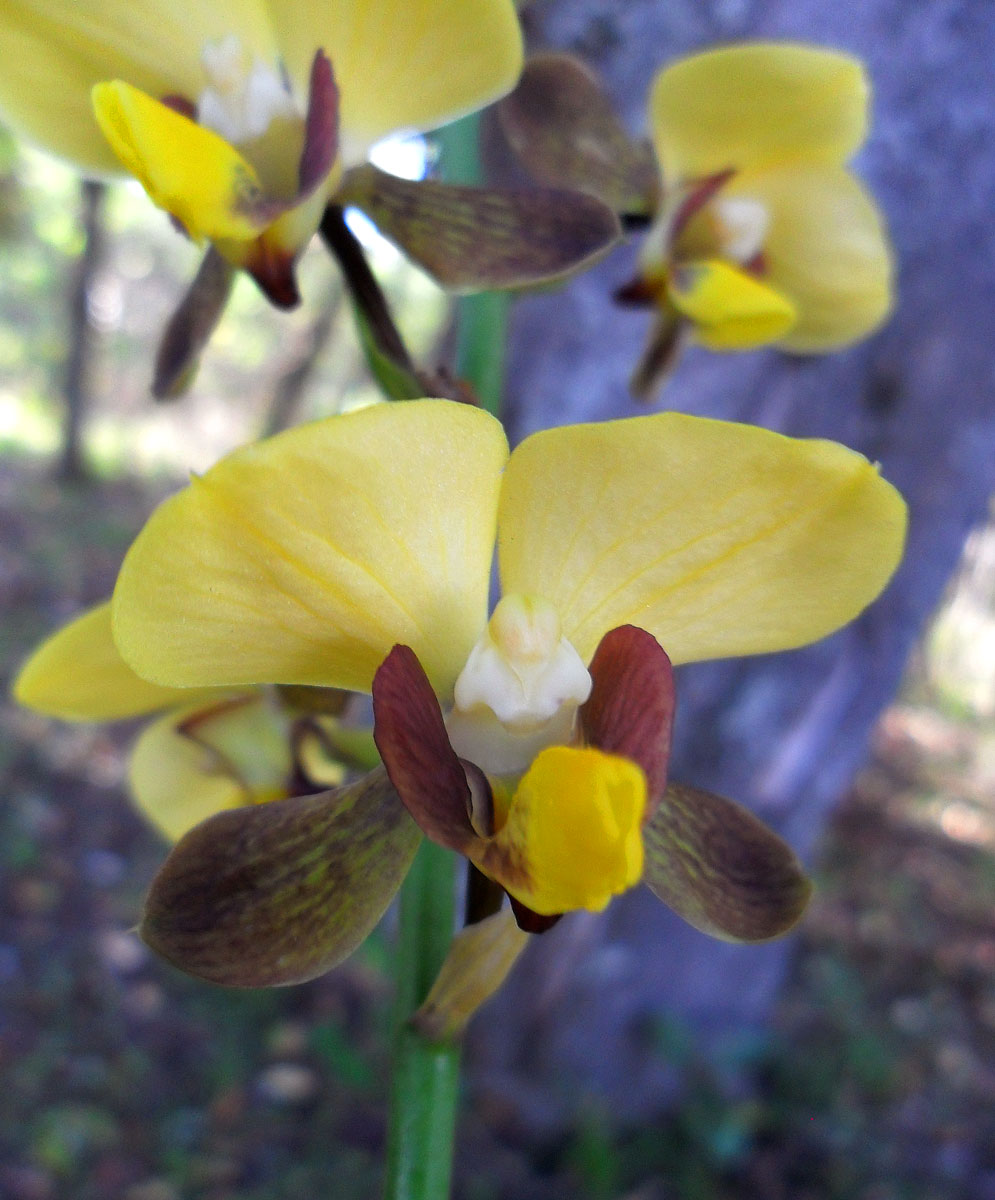 Eulophia streptopetala Eulophia streptopetala