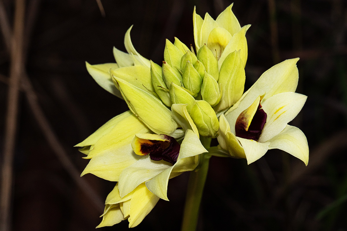 Orthochilus mechowii Orthochilus mechowii
