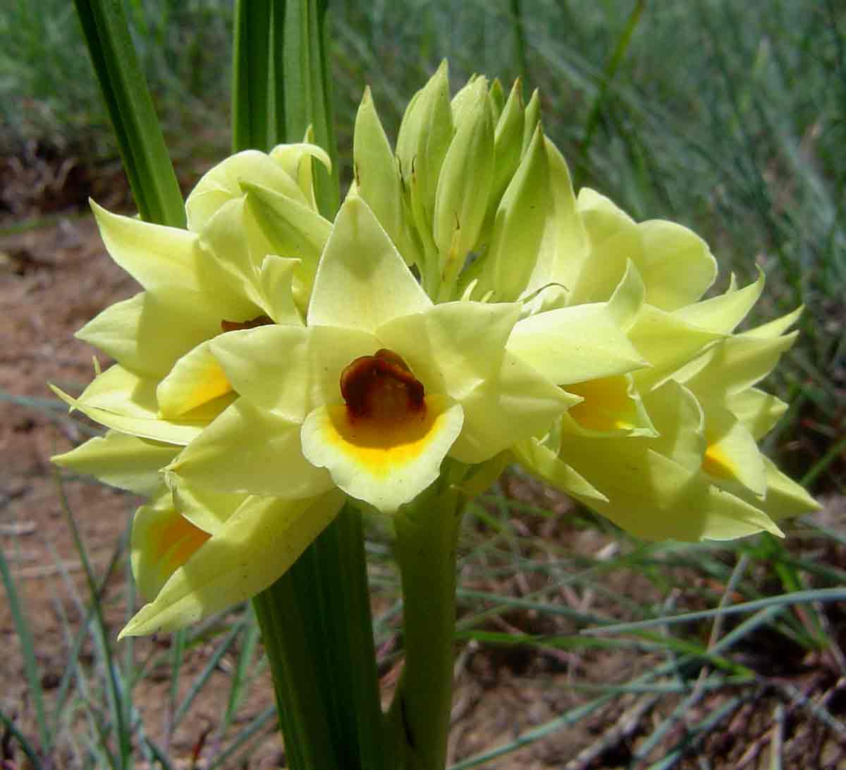 Orthochilus mechowii Orthochilus mechowii