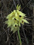 Orthochilus mechowii
