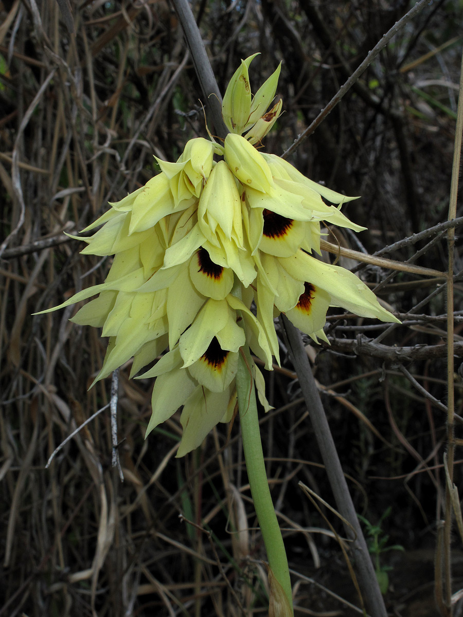 Orthochilus mechowii Orthochilus mechowii