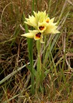 Orthochilus mechowii