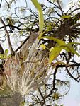 Ansellia africana