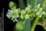 Trema orientale