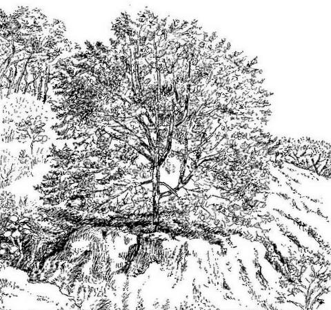 Trema orientale Trema orientale