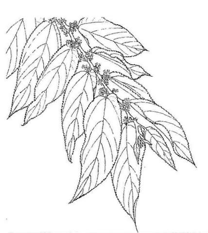 Trema orientale Trema orientale