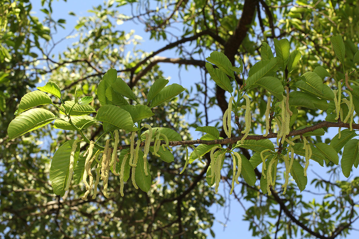 Milicia excelsa Milicia excelsa