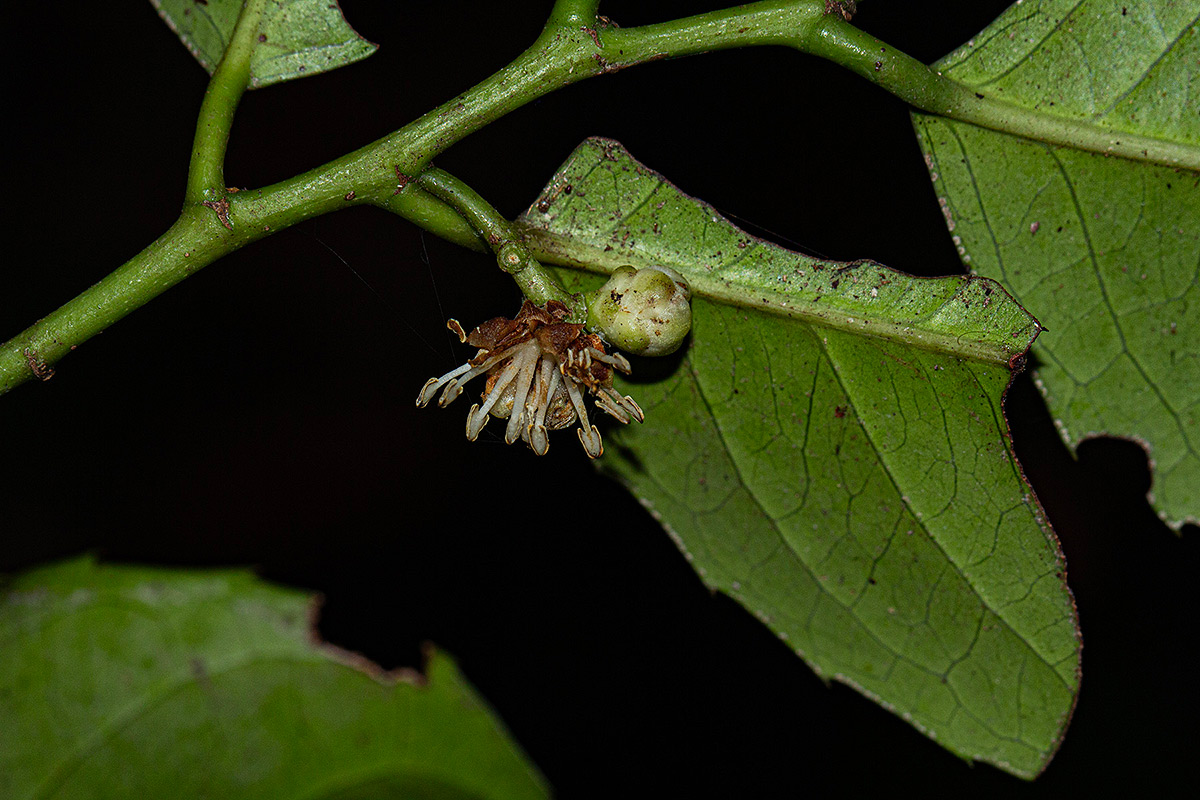 Trilepisium madagascariense Trilepisium madagascariense