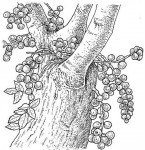 Ficus sur