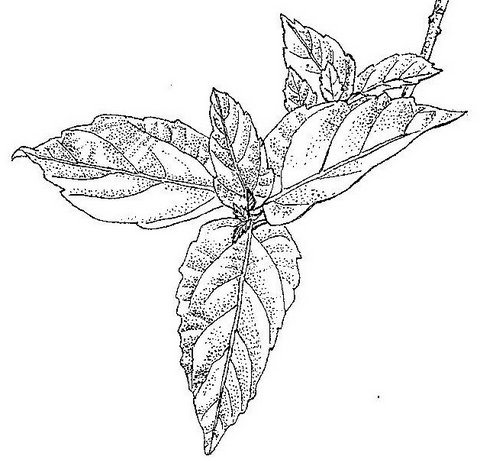 Ficus sur Ficus sur