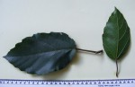 Ficus sur