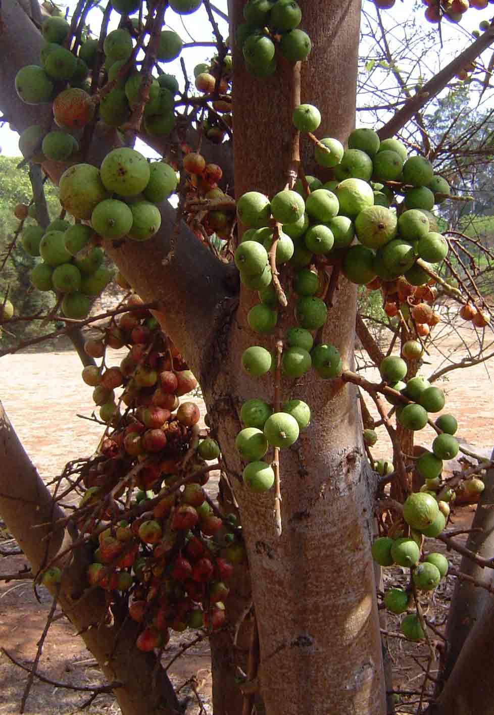 Ficus sur Ficus sur