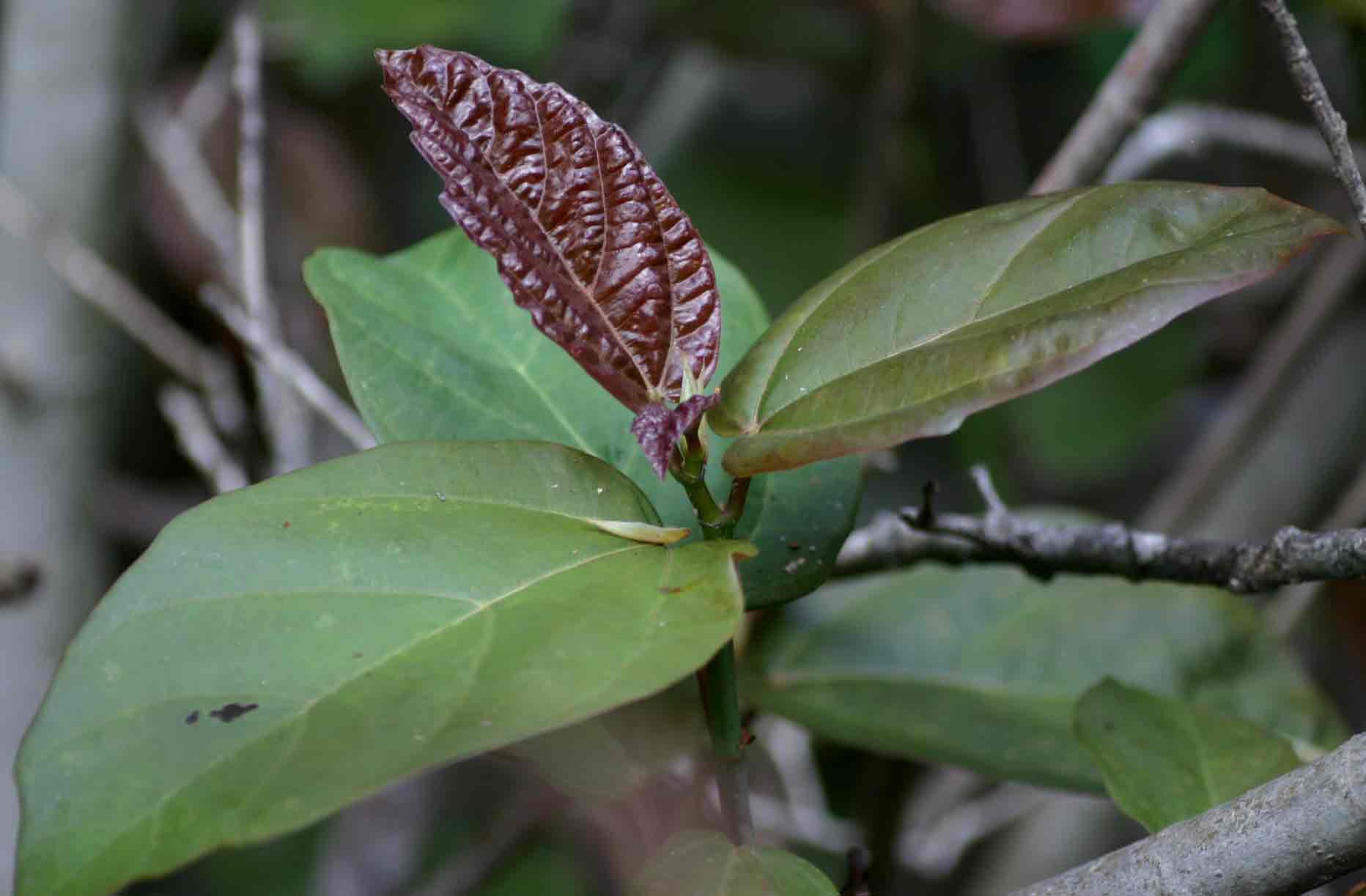 Ficus sur Ficus sur