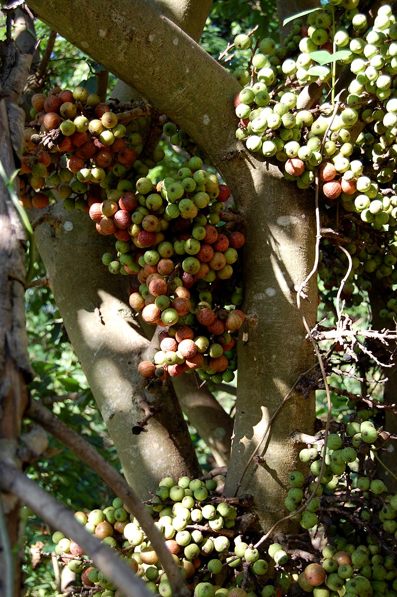 Ficus sur Ficus sur