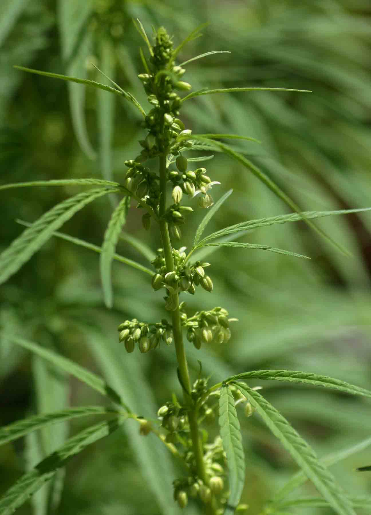 Cannabis sativa Cannabis sativa