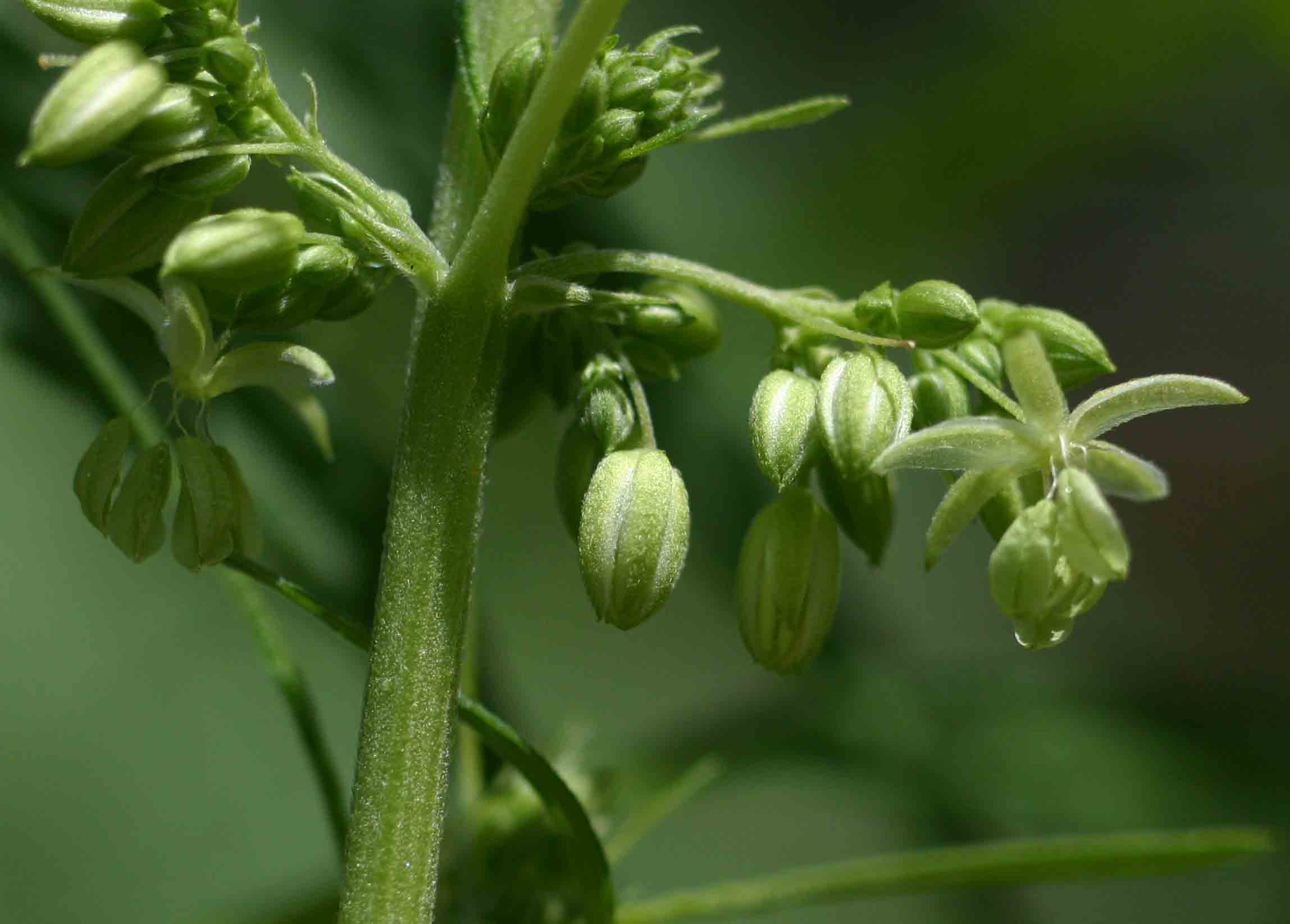 Cannabis sativa Cannabis sativa