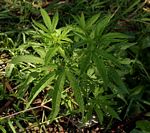 Cannabis sativa