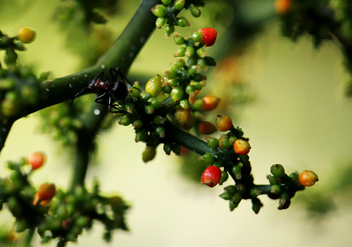Scepocarpus trinervis
