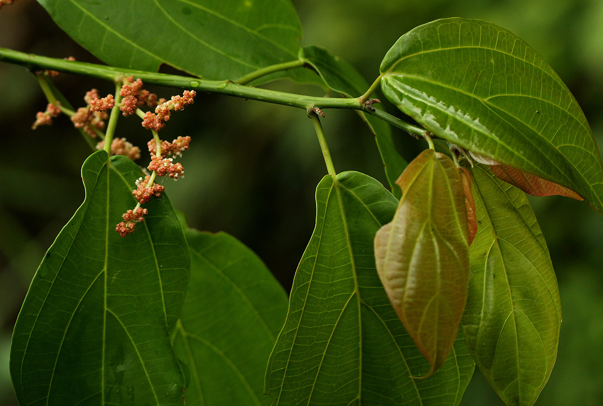 Scepocarpus trinervis