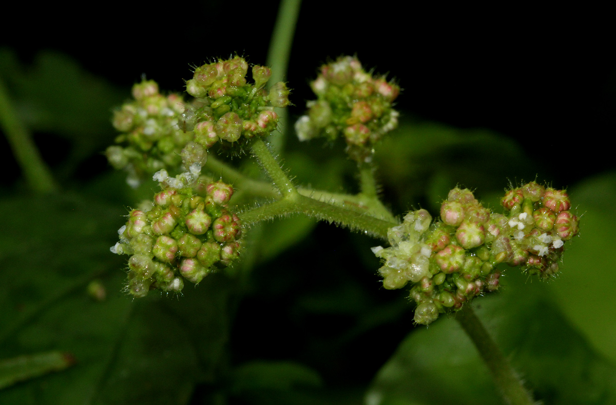 Laportea aestuans Laportea aestuans
