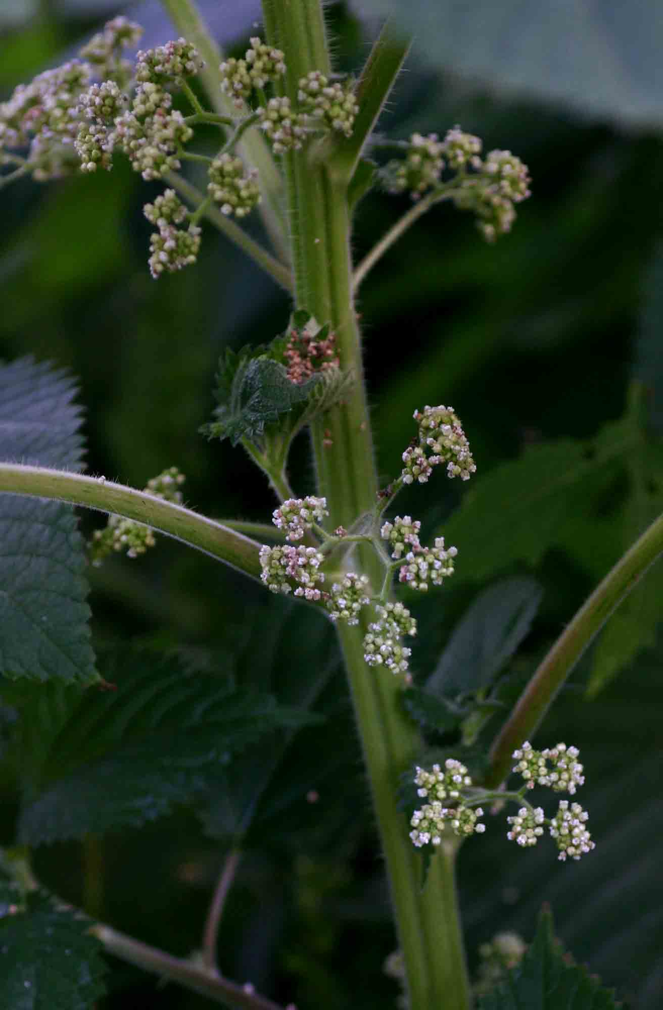 Laportea aestuans Laportea aestuans