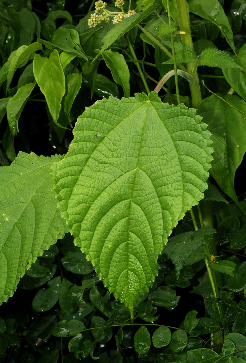 Laportea aestuans Laportea aestuans