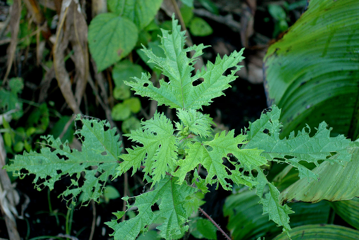 Girardinia diversifolia Girardinia diversifolia