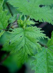 Girardinia diversifolia