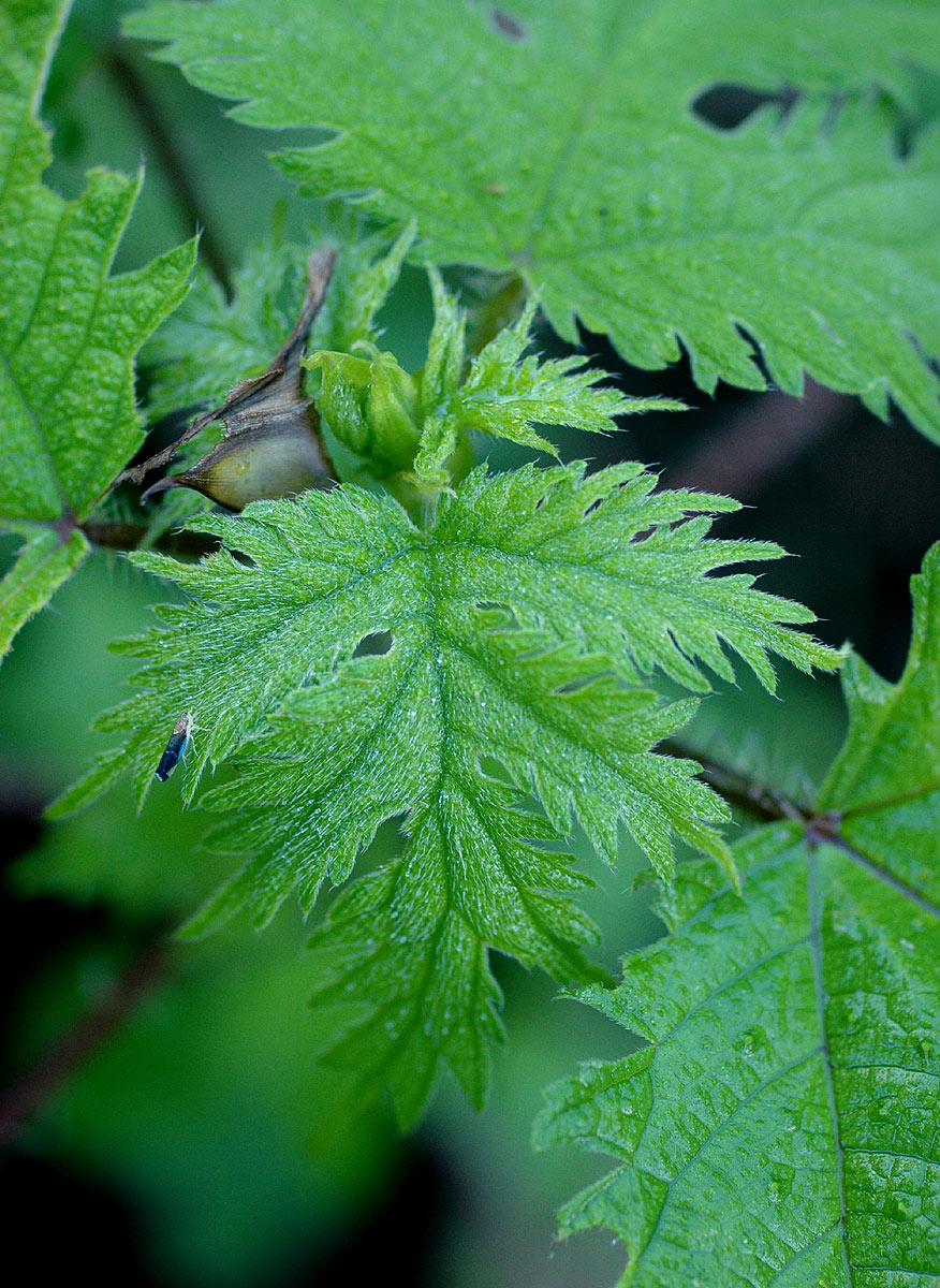 Girardinia diversifolia Girardinia diversifolia