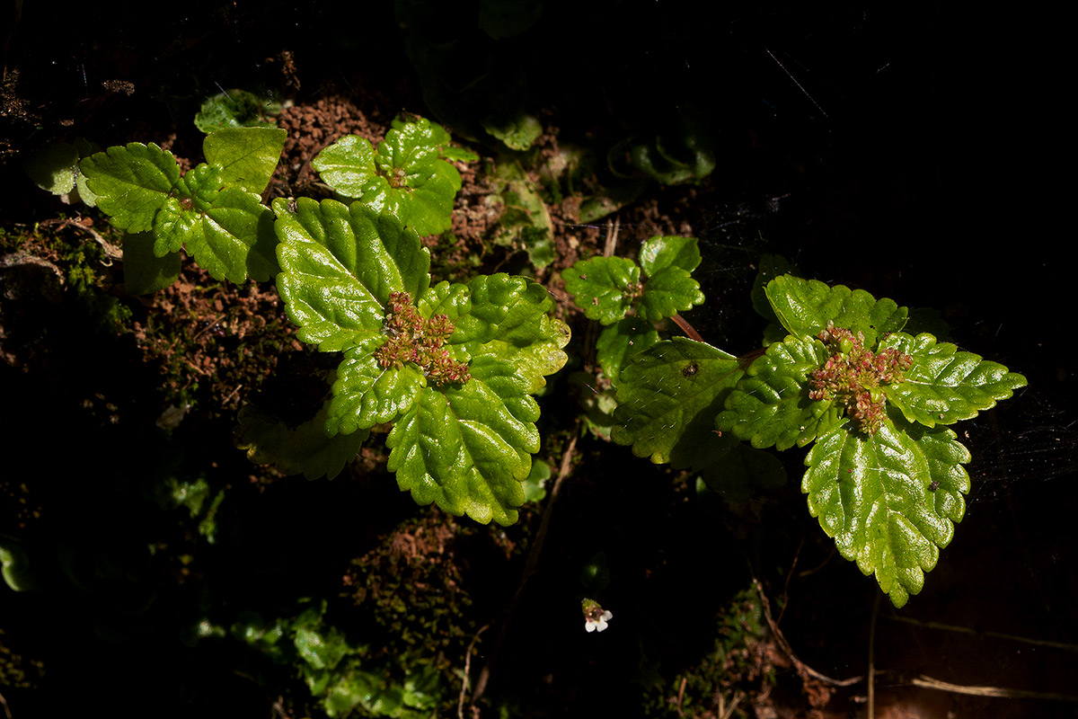 Pilea tetraphylla Pilea tetraphylla