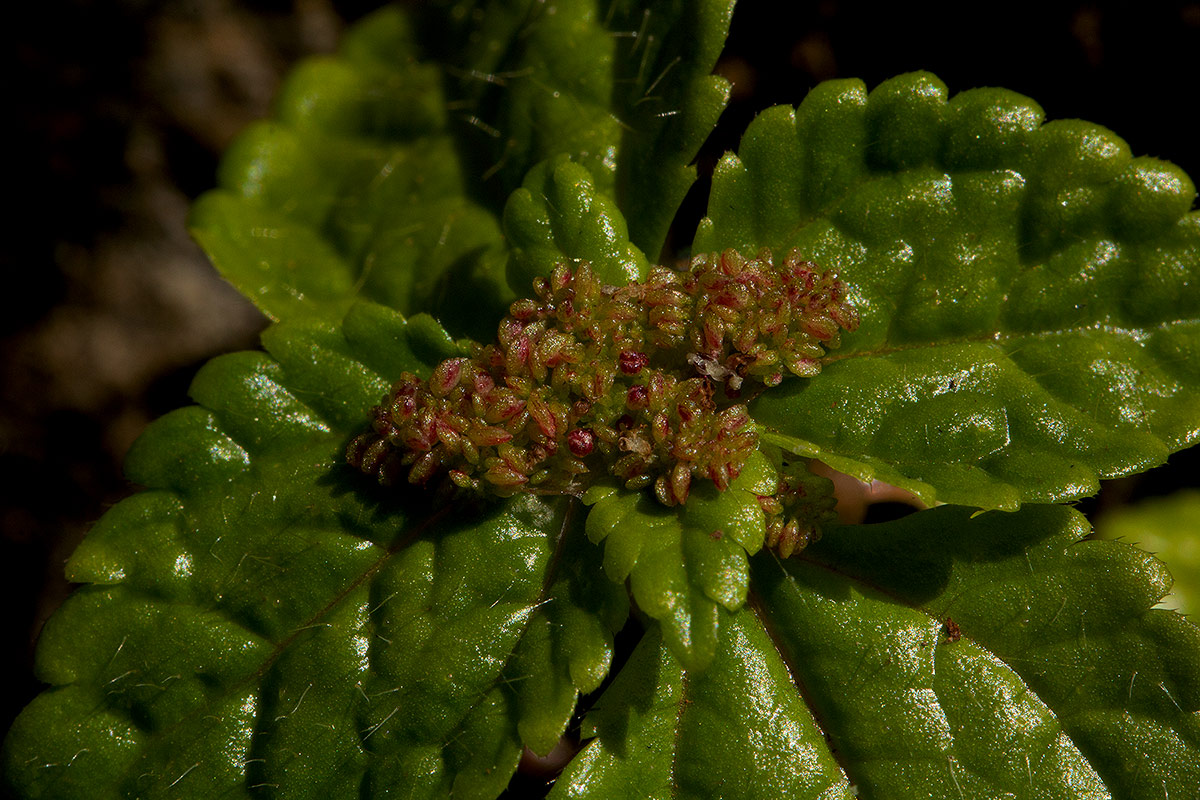 Pilea tetraphylla Pilea tetraphylla