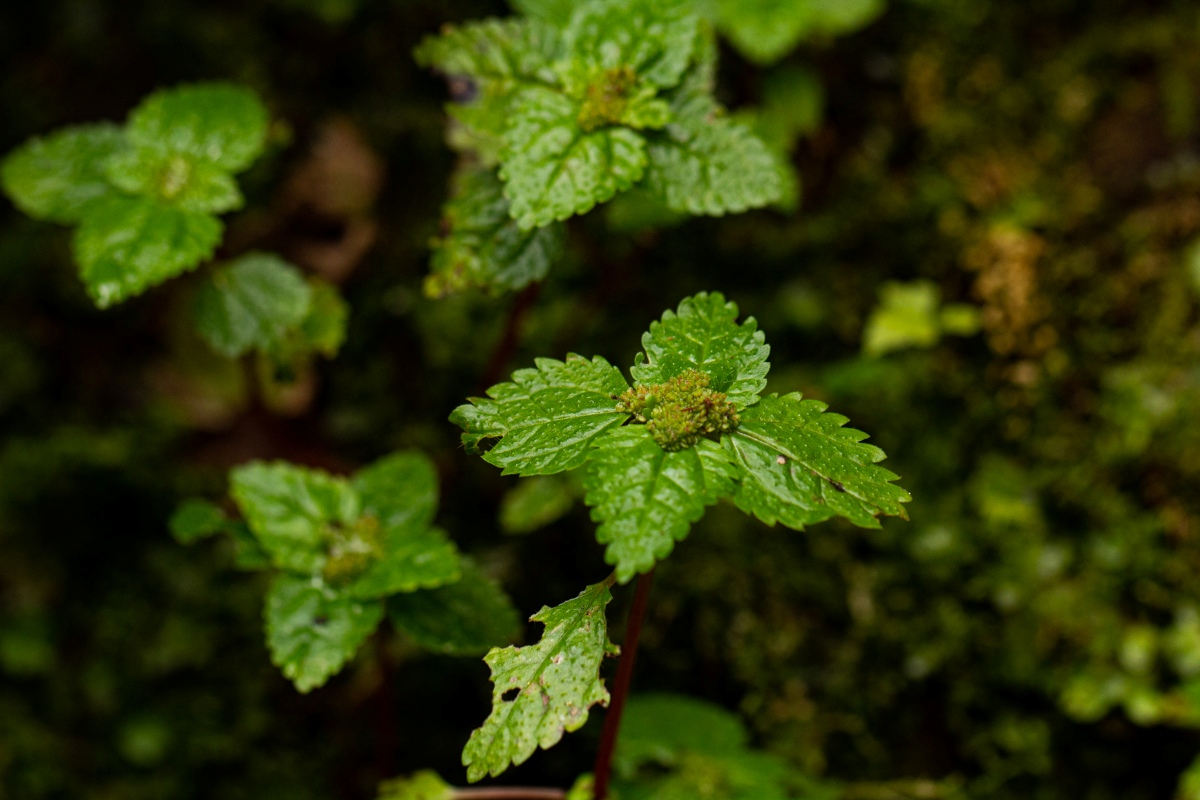 Pilea tetraphylla Pilea tetraphylla