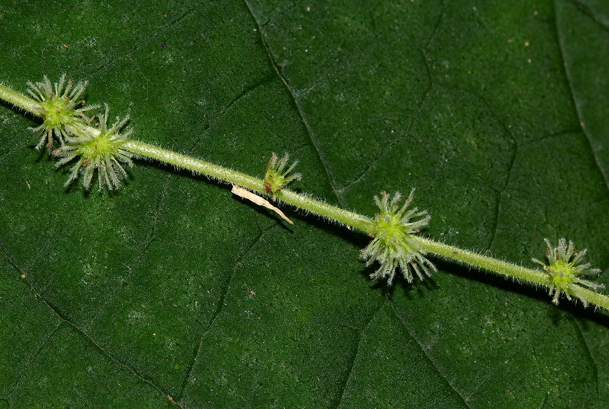 Boehmeria macrophylla Boehmeria macrophylla