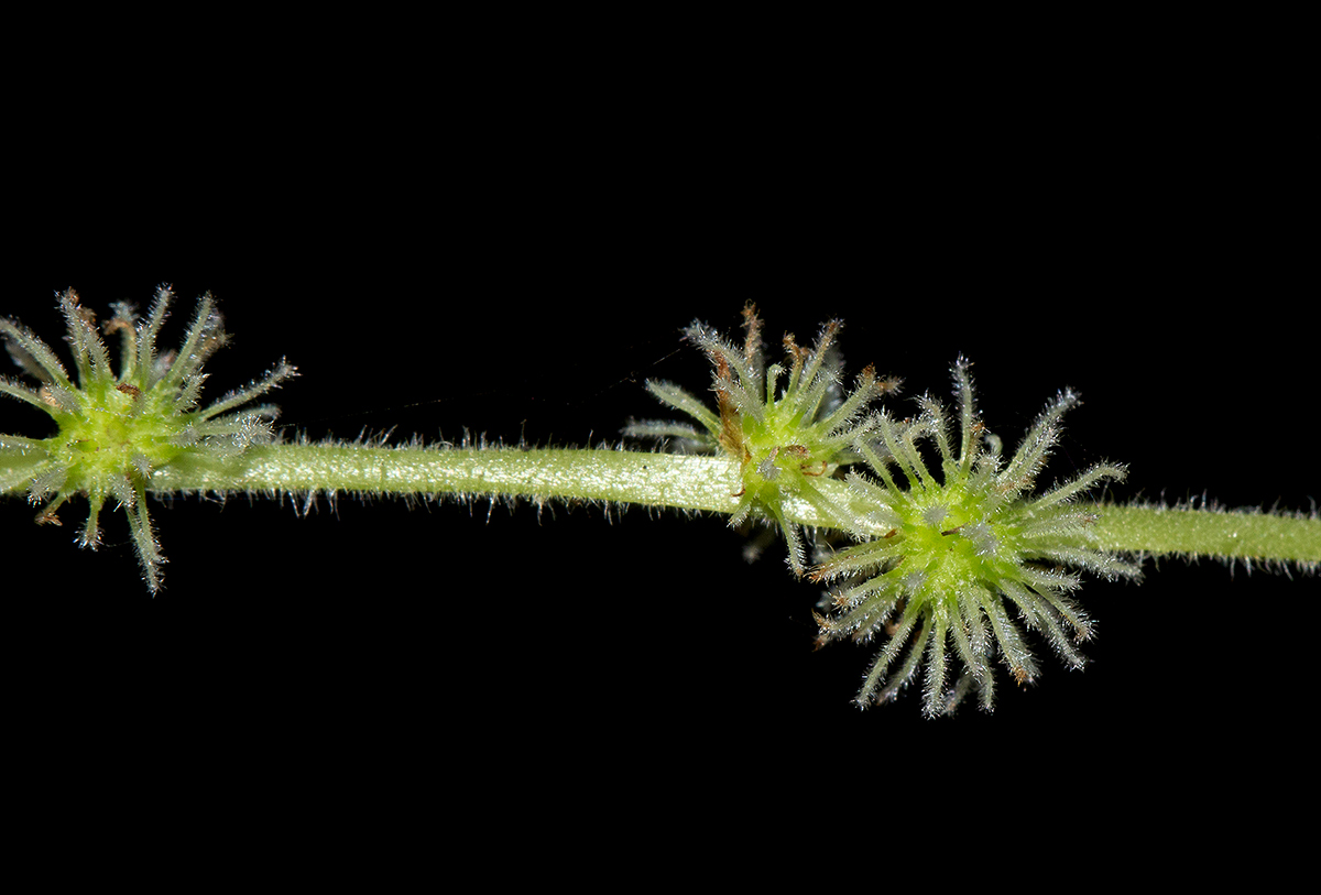Boehmeria macrophylla