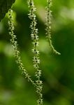 Boehmeria macrophylla